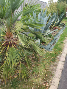 Photo de galerie - Nettoyage,  désherbage 