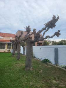 Photo de galerie - Après notre passage avec évacuation de vos déchets verts. 

et bien sûr nettoyage du chantier