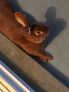 Photo de galerie - Voici Caramel, mon lapin adoré. Je l'ai appelé ainsi à cause de son joli pelage marron.  un lapin très affectueux il adorait les caresses et la compagnie. Il a partagé ma vie pendant plusieurs années. ?Caramel ?nous a quittés le 11 février 2024. 