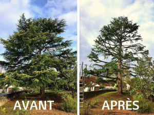 Photo de galerie - Taille de sapin avant et après 