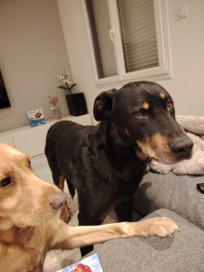Photo de galerie - Diouk notre chien (à gauche) et un des chiens en garde à la maison ☺️