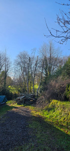 Photo de galerie - Elagage et coupe d'arbres