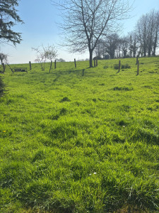 Photo de galerie - Tonte de pelouse - Débroussaillage
