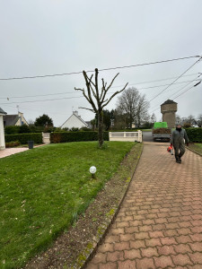 Photo de galerie - Elagage et coupe d'arbres