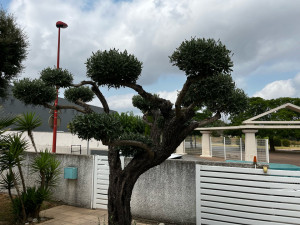 Photo de galerie - Taille bonsaï d’un olivier 