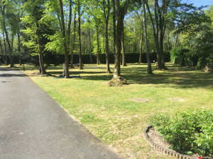 Photo de galerie - Tonte entretien. 