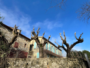 Photo de galerie - Sophora japonica