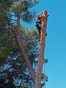 Photo de galerie - Elagage et coupe d'arbres