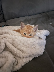 Photo de galerie - Garde chat