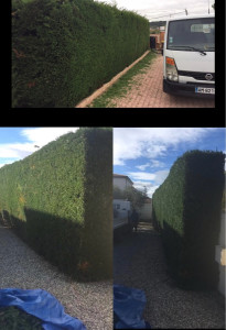 Photo de galerie - Taille d’une haie de cyprès 