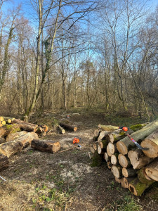 Photo de galerie - Elagage et coupe d'arbres