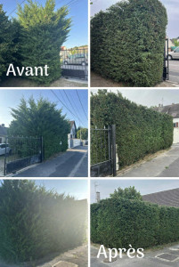 Photo de galerie - Taille de haie rabattage de 2 m en hauteur 
