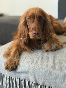 Photo de galerie - Garde chien