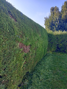 Photo de galerie - Taille de haie 