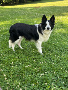 Photo de galerie - Mon chien 