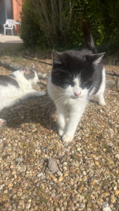 Photo de galerie - Minette et Fidji deux petites chatte que je garde à leurs domicile ?