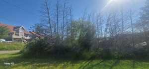 Photo de galerie - Elagage et coupe d'arbres