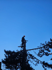 Photo de galerie - élaguage sapin 20M 