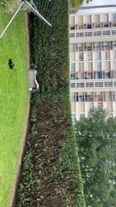 Photo de galerie - Rabattage d’une haie de laurier coter dessus 