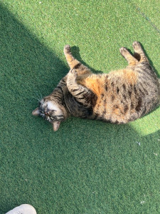 Photo de galerie - Garde chat