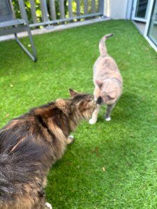 Photo de galerie - Garde chat