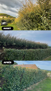 Photo de galerie - Taille de haies et d'arbustes
