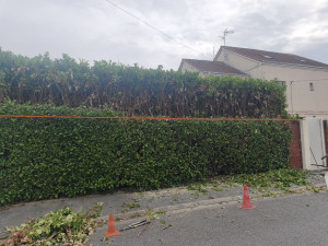 Photo de galerie - Elagage et coupe d'arbres