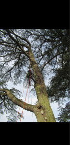Photo de galerie - Expertise d’un arbre par sondage au résistographe