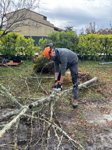 Photo de galerie - Élagage et Desouchage de 8 arbres à Arès. 