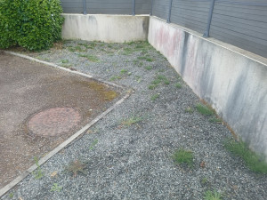 Photo de galerie - Avant le désherbage