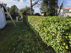 Photo de galerie - Taille de haie toute hauteur et tout type de haie cobfondue