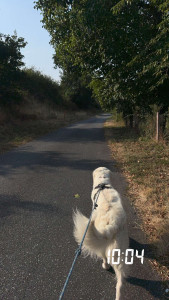 Photo de galerie - Garde de chien 