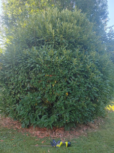 Photo de galerie - Taille de haies et d'arbustes