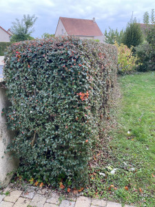 Photo de galerie - Taille de haies et d'arbustes