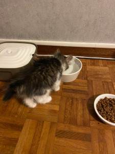 Photo de galerie - Pet sitting d’un petit chaton 