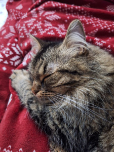 Photo de galerie - Garde d'animaux à votre domicile 