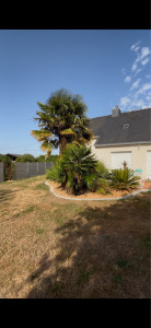 Photo de galerie - Rénovation d’un massif laisser à l’abandon. Pose d’une chaînette en pavé, désherbage manuel, pose de paillage, entretien d’un palmier
