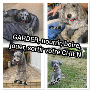Photo de galerie - GARDER, nourrir, boire, jouer, sortir votre CHIEN