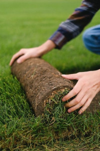 Photo de galerie - Pose de gazon naturel en rouleau