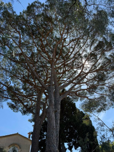 Photo de galerie - Purge de bois mort dans ces 2 pins parasol