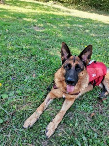Photo de galerie - Garde chien
