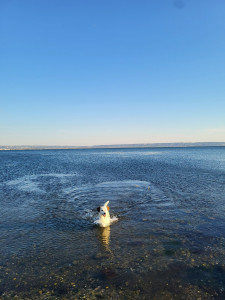 Photo de galerie - Promenade et jeux avec le chien 
