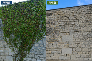 Photo de galerie - Retrait de lierre et remise en valeur d'un mur en pierre. Fait à pons 17800.