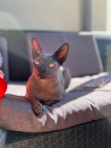 Photo de galerie - Voici mon chat Saiko