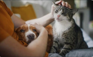 Photo de galerie - Diplômée d'Etat. Garde a domicile, sorties, éducation, etc... Pas de boxs. Uniquement les animaux d'un même propriétaire. Passionnée chiens chats équidés poissons oiseaux rongeurs NAC...

