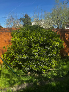 Photo de galerie - Taille de haies et d'arbustes