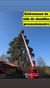 Photo de galerie - Enlèvement de chenille processionnaire 