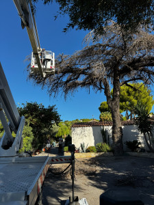 Photo de galerie - Elagage et coupe d'arbres