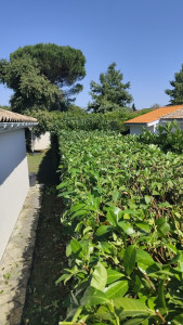 Photo de galerie - Taille de haie