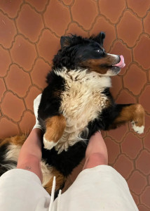 Photo de galerie - Chien comme chat, je serais là pour vos petites boules de poiles ! 